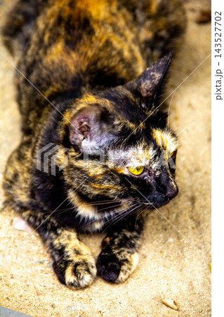 The tortoiseshell cat is sitting and staring at something. Tortoiseshell cats have black, orange, and brown stripes in their fur 143527702