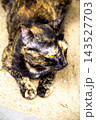 The tortoiseshell cat is sitting and staring at something. Tortoiseshell cats have black, orange, and brown stripes in their fur 143527703