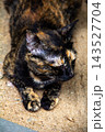 The tortoiseshell cat is sitting and staring at something. Tortoiseshell cats have black, orange, and brown stripes in their fur 143527704