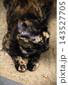 The tortoiseshell cat is sitting and staring at something. Tortoiseshell cats have black, orange, and brown stripes in their fur 143527705