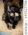 The tortoiseshell cat is sitting and staring at something. Tortoiseshell cats have black, orange, and brown stripes in their fur 143527706