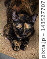 The tortoiseshell cat is sitting and staring at something. Tortoiseshell cats have black, orange, and brown stripes in their fur 143527707