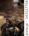 The tortoiseshell cat is sitting and staring at something. Tortoiseshell cats have black, orange, and brown stripes in their fur 143527708