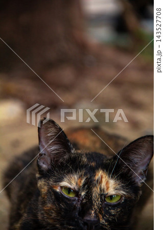 The tortoiseshell cat is sitting and staring at something. Tortoiseshell cats have black, orange, and brown stripes in their fur The tortoiseshell cat is sitting and staring at something. Tortoiseshell cats have black, orange, and brown stripes in their fur 143527708