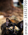 The tortoiseshell cat is sitting and staring at something. Tortoiseshell cats have black, orange, and brown stripes in their fur 143527709