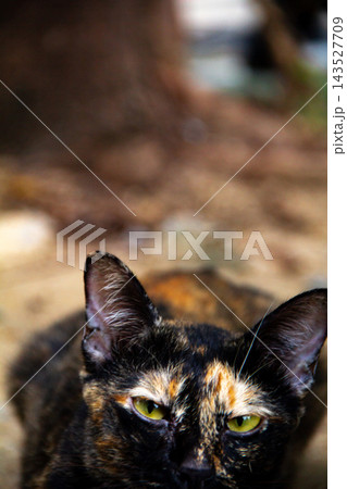 The tortoiseshell cat is sitting and staring at something. Tortoiseshell cats have black, orange, and brown stripes in their fur 143527709