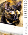 The tortoiseshell cat is sitting and staring at something. Tortoiseshell cats have black, orange, and brown stripes in their fur 143527710