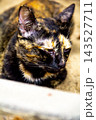 The tortoiseshell cat is sitting and staring at something. Tortoiseshell cats have black, orange, and brown stripes in their fur 143527711
