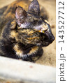 The tortoiseshell cat is sitting and staring at something. Tortoiseshell cats have black, orange, and brown stripes in their fur 143527712