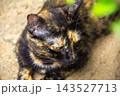 The tortoiseshell cat is sitting and staring at something. Tortoiseshell cats have black, orange, and brown stripes in their fur 143527713