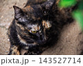 The tortoiseshell cat is sitting and staring at something. Tortoiseshell cats have black, orange, and brown stripes in their fur 143527714