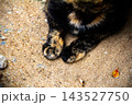 A close-up of a tortoiseshell cat showing off her uniquely patterned paws while resting 143527750