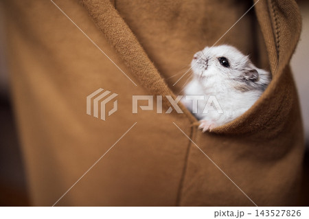 Small white and gray pet hamster peeking out from a brown fabric pocket, showcasing its curious expression and soft fur in a cozy indoor setting Small white and gray pet hamster peeking out from a brown fabric pocket, showcasing its curious expression and soft fur in a cozy indoor setting 143527826