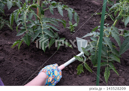 Gardening with colorful gloves and young tomato plant on fertile soil in a backyard setting Gardening with colorful gloves and young tomato plant on fertile soil in a backyard setting 143528209