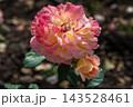 Abraham Darby English Rose 143528461