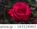 Dame de Coeur hybrid tea rose 143528462