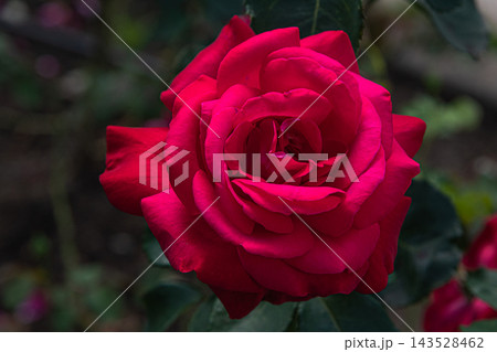Dame de Coeur hybrid tea rose Dame de Coeur hybrid tea rose 143528462