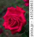 Dame de Coeur hybrid tea rose 143528463