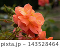 Westerland Shrub Rose 143528464