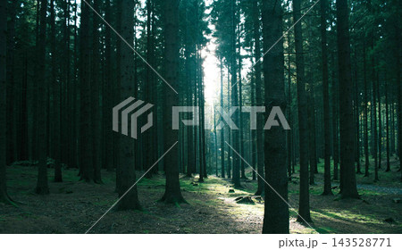 pine forest in the morning light pine forest in the morning light 143528771