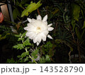 一晩しか楽しめない白い大きい月下美人の花 143528790