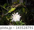 一晩しか楽しめない白い大きい月下美人の花 143528791