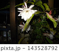 一晩しか楽しめない白い大きい月下美人の花 143528792