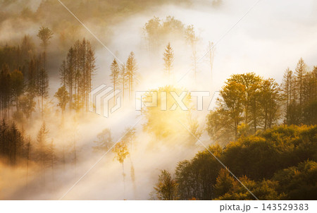 fog in the forest fog in the forest 143529383
