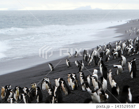 penguins on the beach 143529597