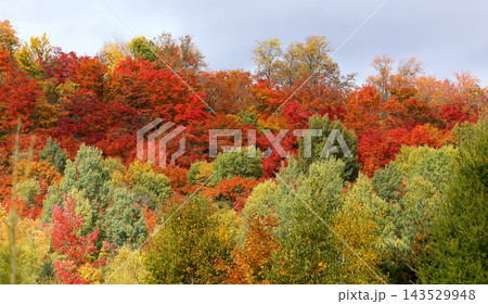 trees and leaves on indian summer, Quebec, Canada trees and leaves on indian summer, Quebec, Canada 143529948