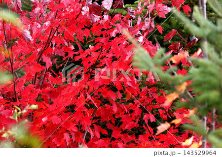 trees and leaves on indian summer, Quebec, Canada trees and leaves on indian summer, Quebec, Canada 143529964