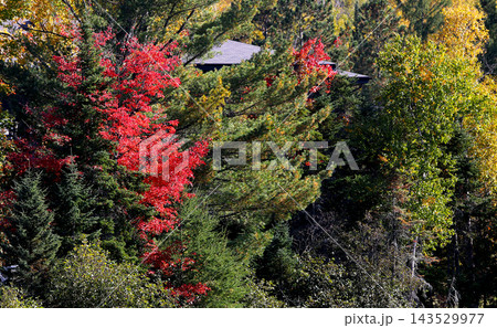 trees and leaves on indian summer, Quebec, Canada trees and leaves on indian summer, Quebec, Canada 143529977