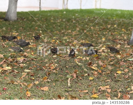 Wild turkeys foraging across leaf-covered grass beneath trees in an autumn park setting Wild turkeys foraging across leaf-covered grass beneath trees in an autumn park setting 143530286