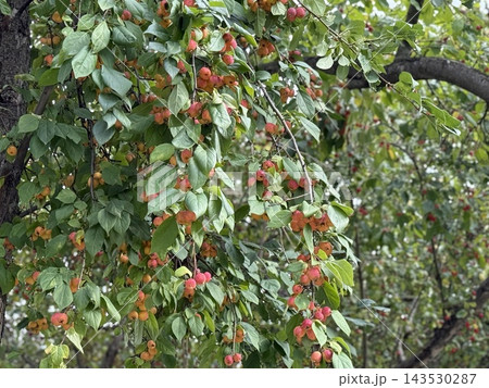 Ripe red crabapples hanging from leafy tree branches in a lush orchard setting with natural background Ripe red crabapples hanging from leafy tree branches in a lush orchard setting with natural background 143530287
