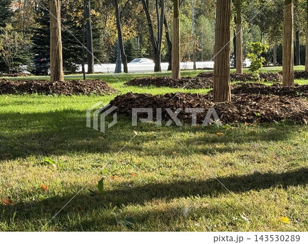 Mulched trees lining a grassy park lawn with long shadows and roadway visible through wooded landscape Mulched trees lining a grassy park lawn with long shadows and roadway visible through wooded landscape 143530289