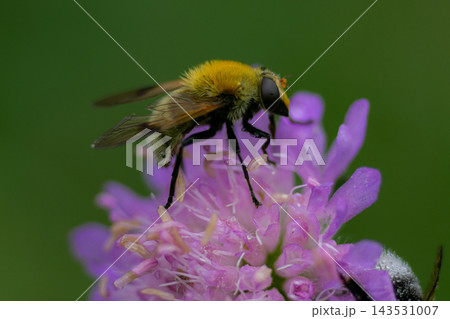 A small fly sitting on a flower A small fly sitting on a flower 143531007