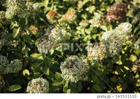 White flowering hydrangea panicles surrounded by green leaves and dappled sunlight in a lush garden, showcasing textured blooms and natural summer foliage 143531510