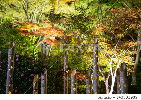 夜の紅葉と竹あかり 夜の紅葉と竹あかり 143531989