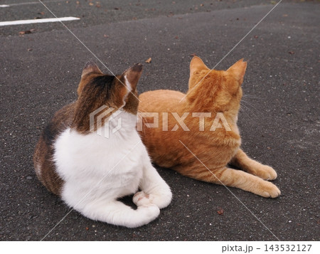 仲良く寄り添う二匹の猫 143532127