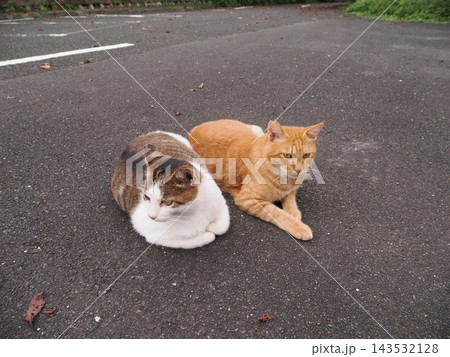 仲良く寄り添う二匹の猫 143532128