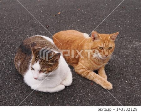 仲良く寄り添う二匹の猫 143532129
