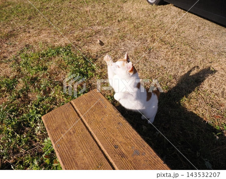 寝たままねこじゃらしで遊ぶやる気のないネコ 寝たままねこじゃらしで遊ぶやる気のないネコ 143532207