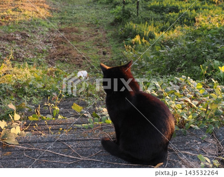 夕陽に照らされた草原に座っている猫 夕陽に照らされた草原に座っている猫 143532264