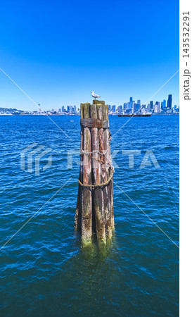 Seagull on Weathered Piling with Seattle Skyline and Blue Water Alki Beach Seagull on Weathered Piling with Seattle Skyline and Blue Water Alki Beach 143532291