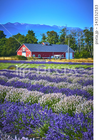 Lavender Farm with Red Barn and Mountain View in Sequim Washington Summer Flowers 143532583