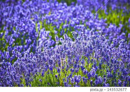Lavender Flowers in Full Bloom at Sequim Washington Farm with Vibrant Purple Blossoms Lavender Flowers in Full Bloom at Sequim Washington Farm with Vibrant Purple Blossoms 143532677