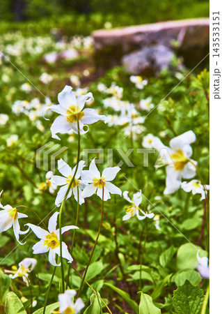 Blooming White Wildflowers and Lush Green Meadow in Vibrant Spring Light Blooming White Wildflowers and Lush Green Meadow in Vibrant Spring Light 143533151