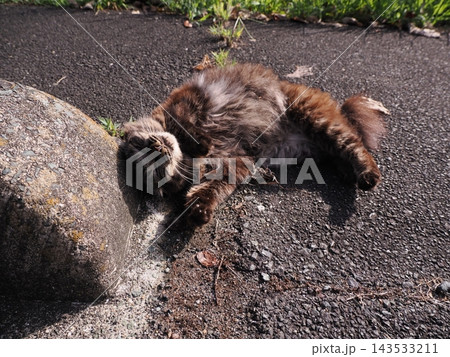 お昼寝する猫 お昼寝する猫 143533211