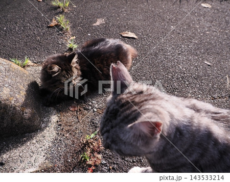 お昼寝する猫 お昼寝する猫 143533214
