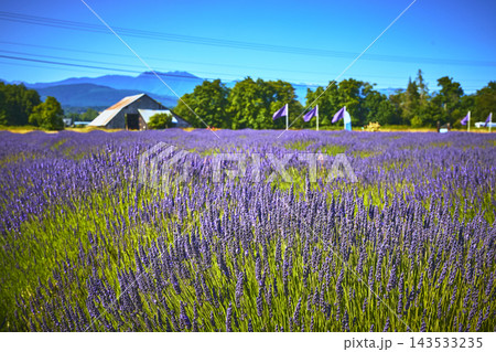 Lavender Fields Barn and Flags in Sequim Washington Summer Flower Landscape 143533235